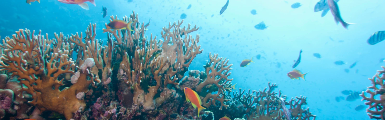 Discover Kuwait’s Wildlife: Desert Oases, Birds, and Marine Life