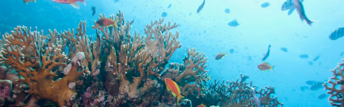 Discover Kuwait’s Wildlife: Desert Oases, Birds, and Marine Life