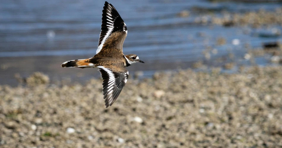 Manglares y Maravillas Marinas. Eco-tours en las Regiones Costeras de Kuwait.