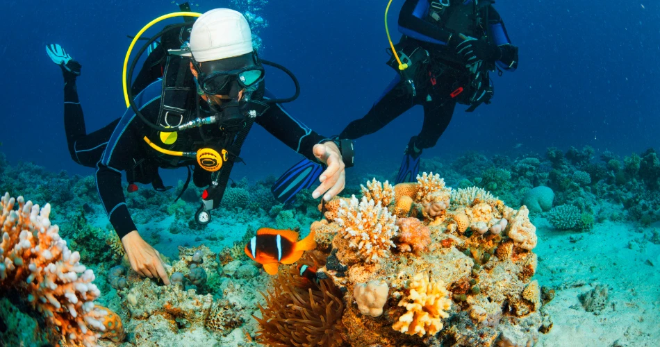 Manglares y Maravillas Marinas. Eco-tours en las Regiones Costeras de Kuwait.