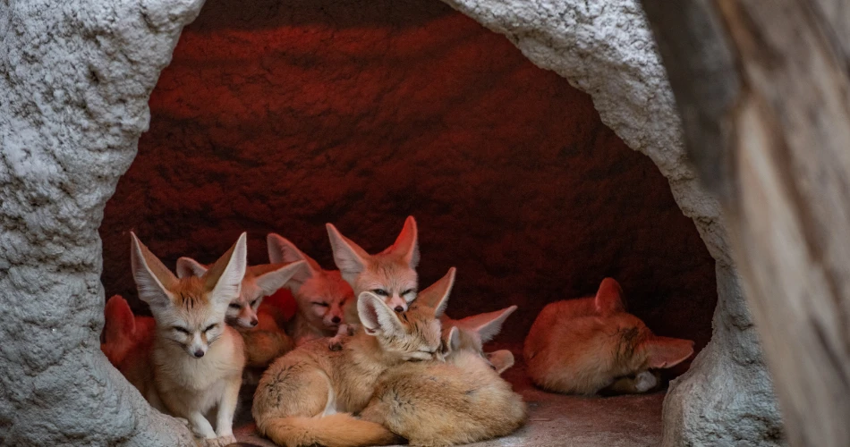 Discover Kuwait’s Wildlife: Desert Oases, Birds, and Marine Life