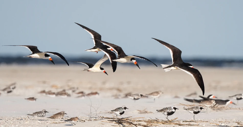 Discover Kuwait’s Wildlife: Desert Oases, Birds, and Marine Life